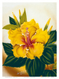 Hawaiian Yellow Hibiscus, c.1940s Art by Ted Mundorff Hawaiian Yellow Hibiscus, c.1940s Art by Ted Mundorff