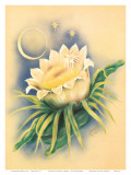 Hawaii Night Blooming Cereus, c. 1940s Posters by Ted Mundorff