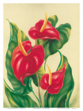 Anthurium II, Red Hawaiian Tropical Flowers Art by Ted Mundorff