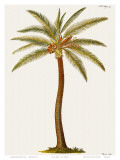 Kokosnusspalme Poster von Georg Dionysius Ehret