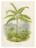 Helecho (Hemitelia lindeni) Pósters por Georg Dionysius Ehret