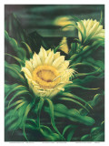 Blooming Cereus with Full Moon, Hawaii Affiches par Ted Mundorff