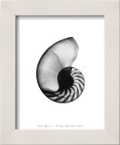 Nautilus Shell Prints by Bert Myers