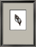 Tulip Shell Print by Bert Myers