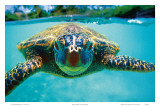 Kirk Lee Aeder - Honu, Hawaiian Sea Turtle - Art Print Kirk Lee Aeder - Honu, Hawaiian Sea Turtle - Art Print