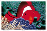 Diva, Tomato Clown Fish Posters by Mark Mackay