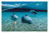 The Chase, Hawaiian Spinner Dolphins Prints by Mark Mackay