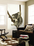 Australia, Queensland, Lone Pine Koala Sanctuary, Koala Vægplakat af Walter Bibikow Australia, Queensland, Lone Pine Koala Sanctuary, Koala Vægplakat af Walter Bibikow