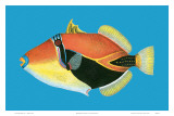 Humuhumu Engraving, Hawaii State Fish Prints by Steve Strickland