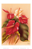 Hawaiian Red and White Anthuriums c.1940s Print by Frank Oda