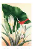 Hawaiian Red Cardinal, c.1940s Posters by Frank Oda