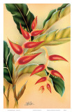 Heliconia, Hawaiian Tropical Flower c.1940s Posters by Hale Pua Studio
