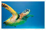 Hawaiian Green Sea Turtle Poster von Theresa Young