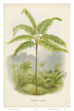 Tree Fern, 18th Century Poster by Georg Dionysius Ehret