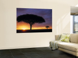 Acacia Tree at Sunrise, Serengeti National Park, Tanzania Wandgemälde von Paul Joynson-hicks
