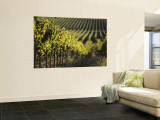 Vineyard, Napa, Napa Valley, California, USA Wall Mural by Walter Bibikow