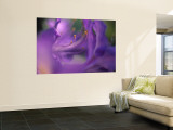 Jon Arnold - Close-Up of Azalia Flowers - Duvar Resmi Jon Arnold - Close-Up of Azalia Flowers - Duvar Resmi