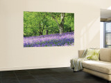 Jon Arnold - Bluebells in Woods, Springtime - Duvar Resmi Jon Arnold - Bluebells in Woods, Springtime - Duvar Resmi