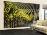 Vineyard, Napa, Napa Valley, California, USA Wall Mural – Large par Walter Bibikow