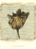 Tulip Impressions I Pósters por Ethan Harper