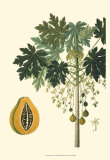 Exotic Palms V Prints
