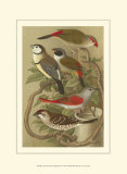 Petite Songbirds II Art by Cassel 