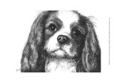 Louie the Cavalier King Charles Posters by Beth Thomas