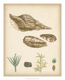 Coastal Memories III Posters