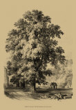 The Elm Tree Póster The Elm Tree Póster