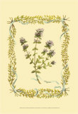 Thyme Prints by Wendy Russell