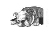 Gracie the Bulldog Prints by Beth Thomas