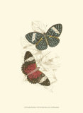 Butterflies I Poster by Sir William Jardine