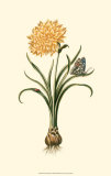 Flora and Fauna III Posters Flora and Fauna III Posters