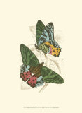 Butterflies III Print by Sir William Jardine