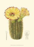 Flowering Cactus I Prints by Samuel Curtis