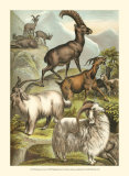 Goats Prints by Henry J. Johnson