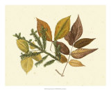 Elm, Spruce, Beech and Ash Poster by Denton 
