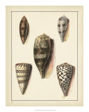 Antique Shells IV Prints by Denis Diderot