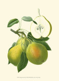 Antique Green Pear Posters