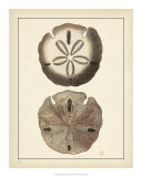 Antique Shells V Plakat autor Denis Diderot