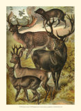 Deer Art by Henry J. Johnson