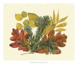 White Oak, Balsam Fir and Yellow Birch Posters by Denton 