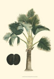 Exotic Palms III Prints