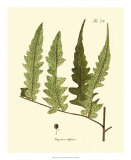 Antique Fern VII Posters