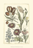 Floral Bounty II Prints Floral Bounty II Prints