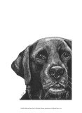 Millie the Black Lab Prints by Beth Thomas