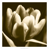Sepia Tulip I Prints by Renee Stramel