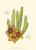 Flowering Cactus III Posters by Samuel Curtis