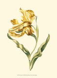 Tulipa IV Prints
