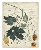 Botanical I Print by A. Descubes